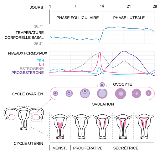 Cycle d'ovulation